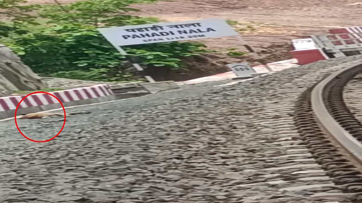 MP में नहीं थम रहा बाघों की मौत का मामला: रायसेन में ट्रेन की चपेट में आने से फिर एक टाइगर की गई जान