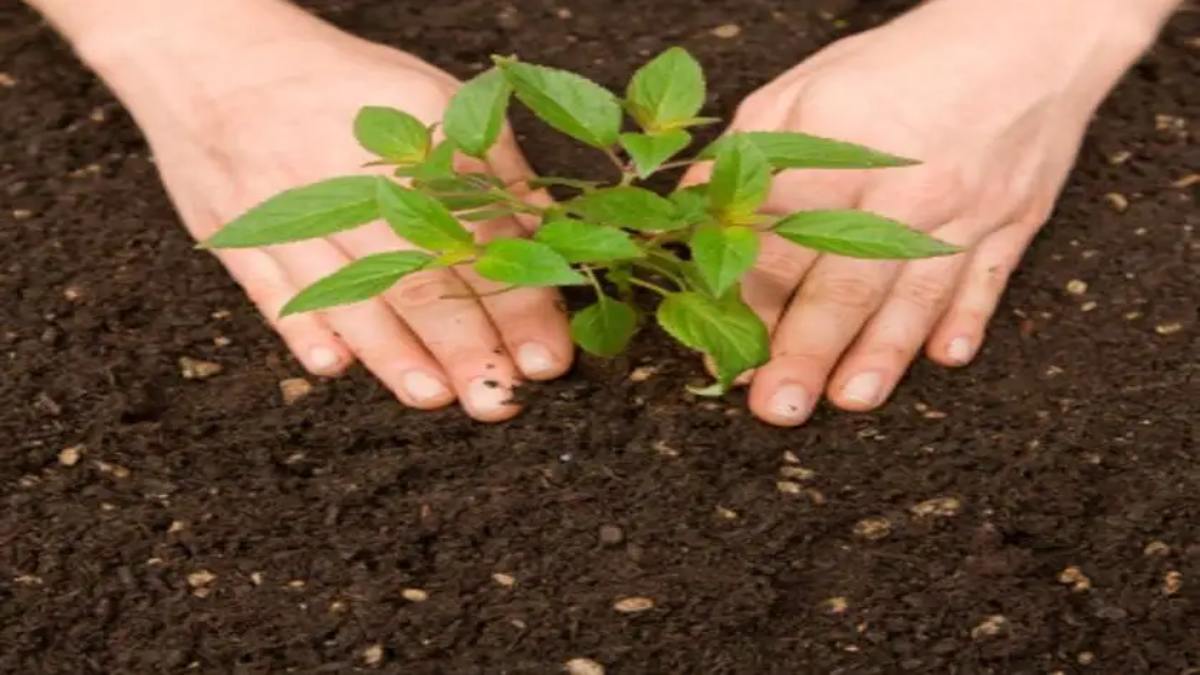 एक पेड़ मां के नाम: प्रदेश के स्कूलों में लगाए जाएंगे पौधे, शिक्षा विभाग ने सभी कलेक्टरों को जारी किया आदेश