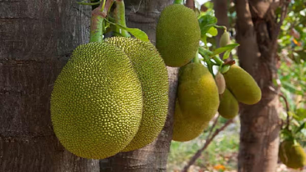 भारत के इस राज्य में कटहल को मिला है राजकीय फल का दर्जा, जाने कैसे पड़ा इसका यह नाम…