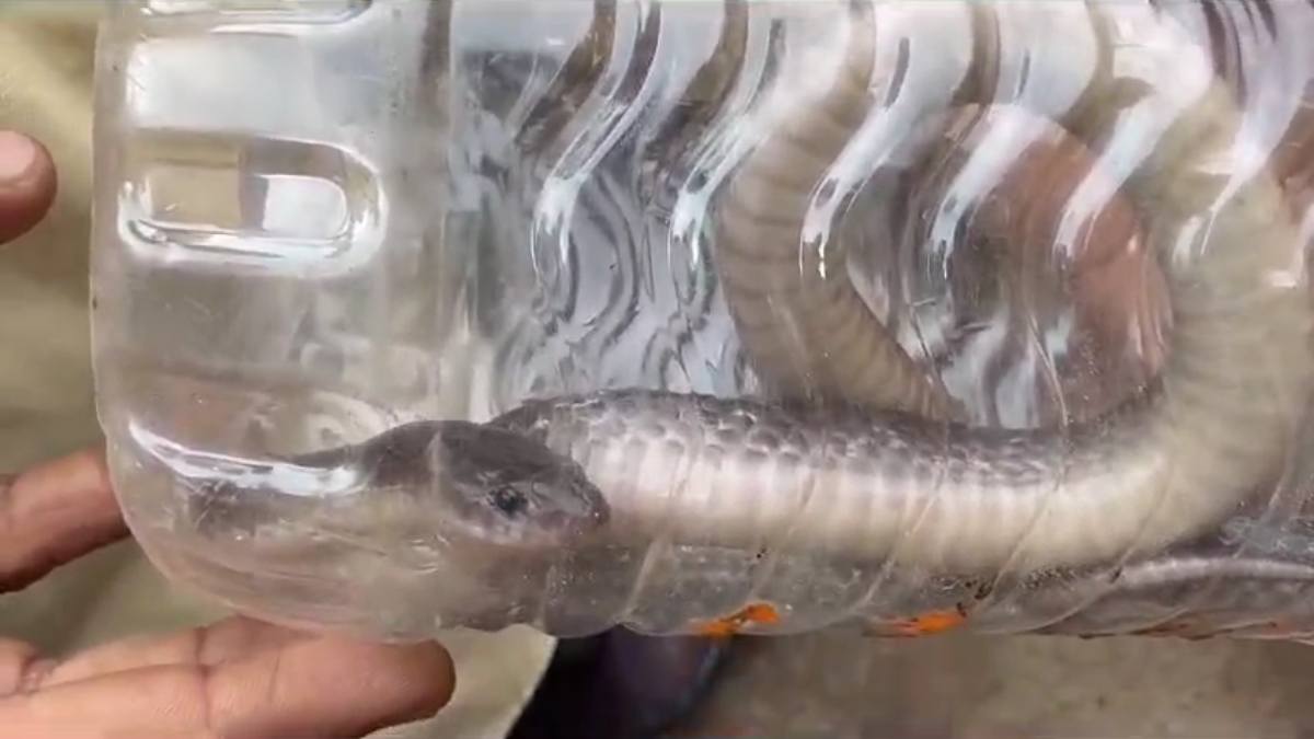 घर में सो रहे युवक को सांप ने डसा, हुई मौत, परिवार में पसरा मातम