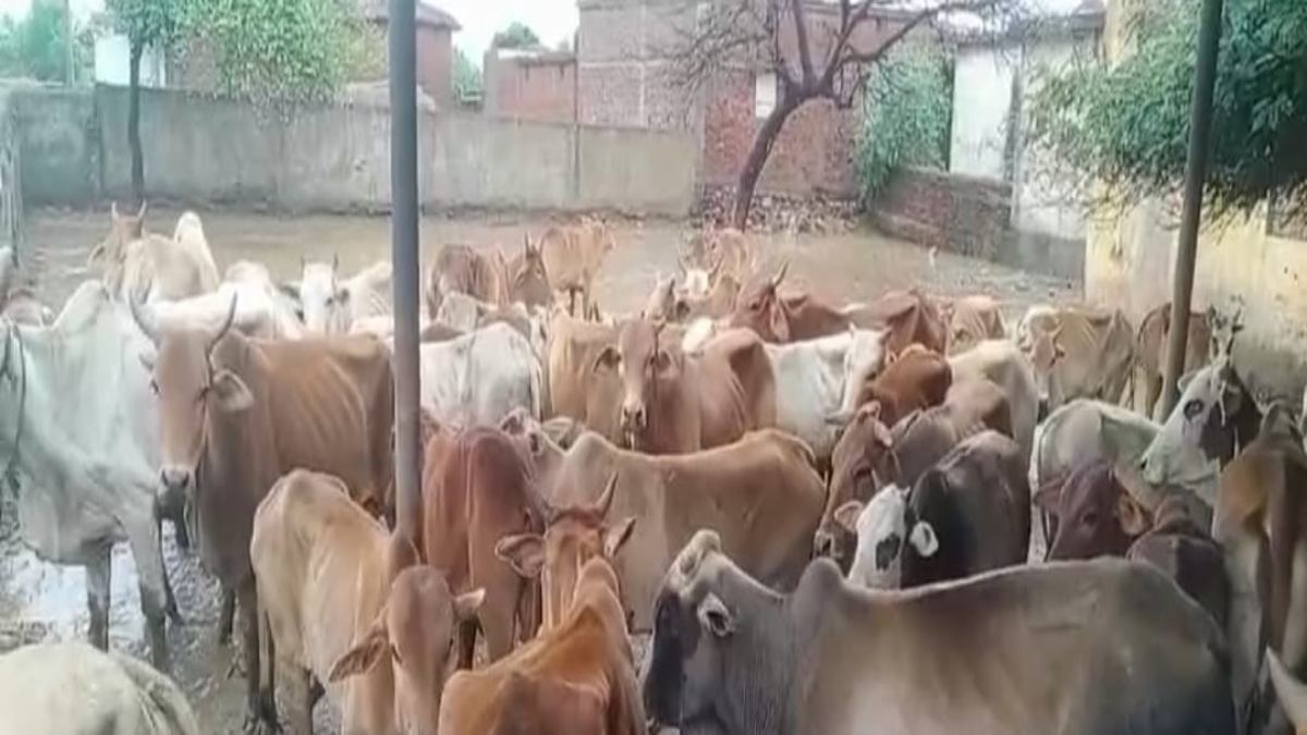 पानी और कीचड़ के बीच रह रहे थे 100 से ज्यादा गौवंश, न खाने को दाना, न जल, प्रशासन को लगी खबर तो कराया मुक्त