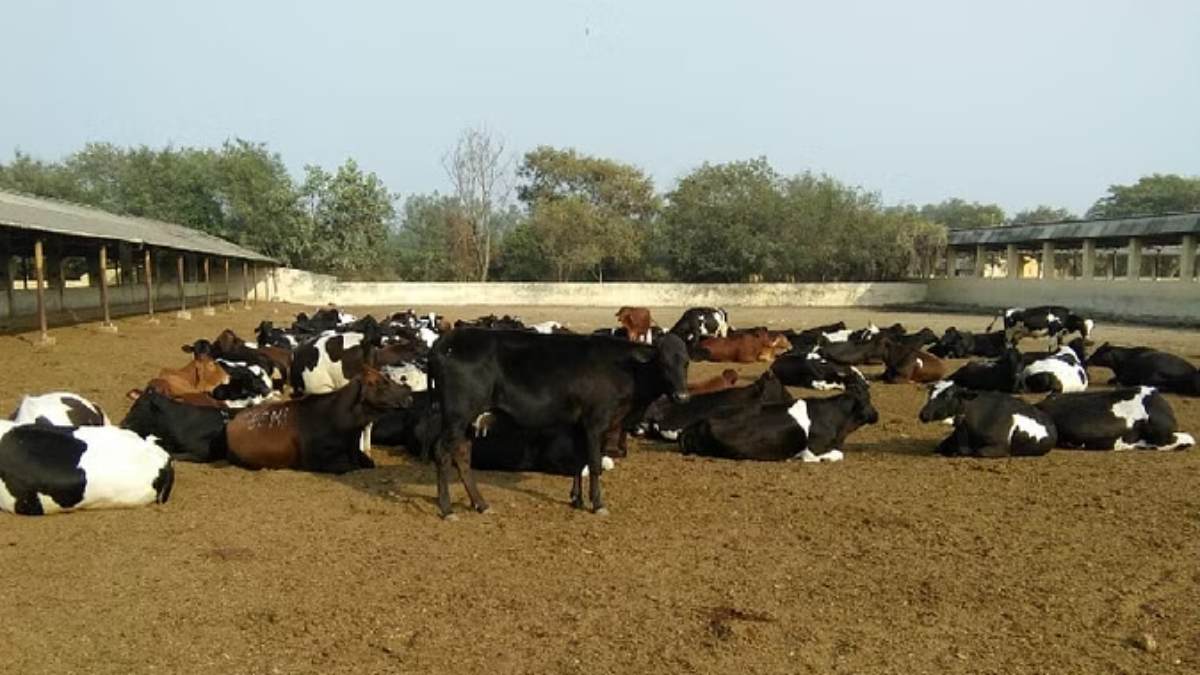 गाय की यह नई नस्ल कम देखभाल में भी 300 दिन तक देती है दूध, जानें इसकी खासियत…
