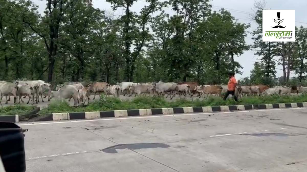 Raisen News: ‘कैटल’ फ्री होंगे हाईवे! प्रशासन ने की 24 घंटे पेट्रोलिंग की व्यवस्था