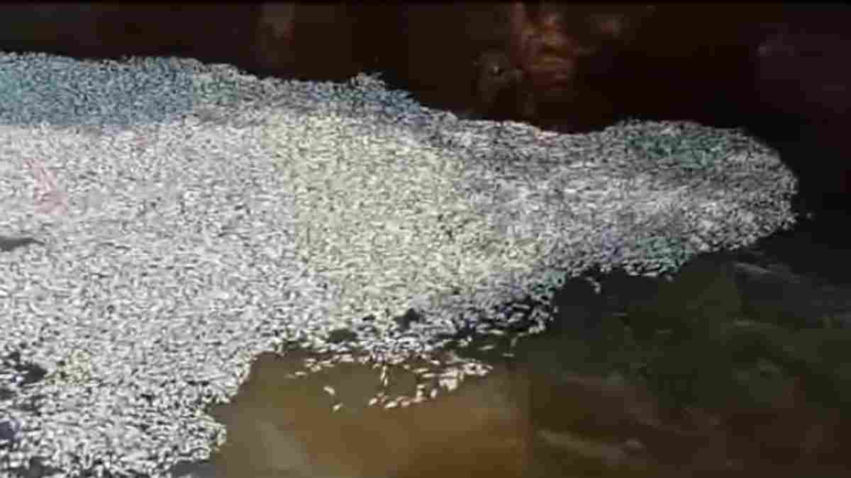 शिवनाथ नदी में मर गईं लाखों मछलियां, शराब फैक्ट्री का दूषित पानी छोड़ने से मौत की आशंका