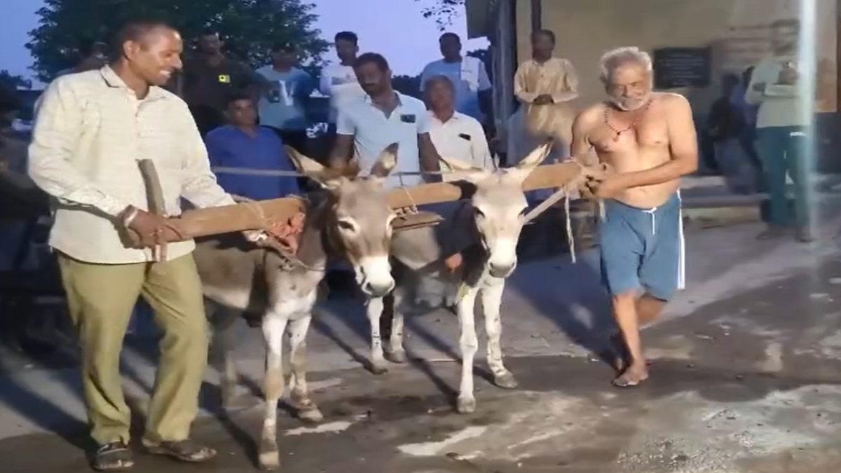 बारिश के लिए टोटकाः श्मशान में गधे से हल चलवाकर  बोवनी करवाई, अर्धनग्न होकर गधों की सवारी भी