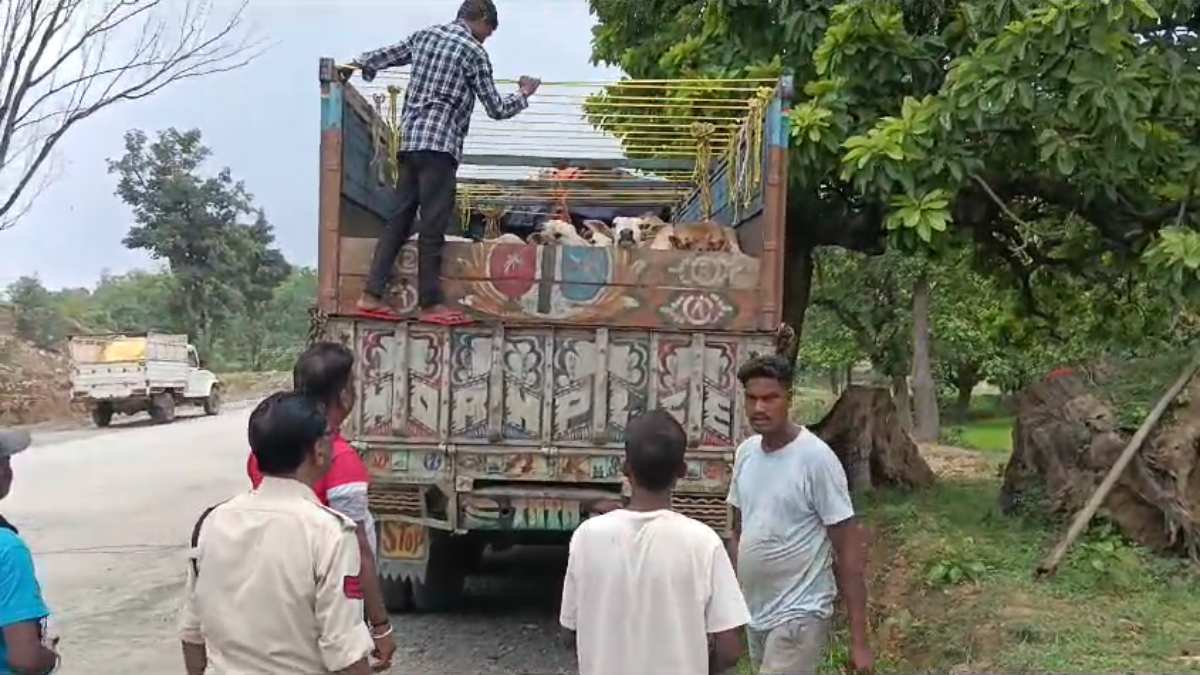 CG NEWS : गौ तस्करों के खिलाफ पुलिस की बड़ी कार्रवाई, ट्रक से 40 से अधिक मवेशियों के साथ एक तस्कर गिरफ्तार