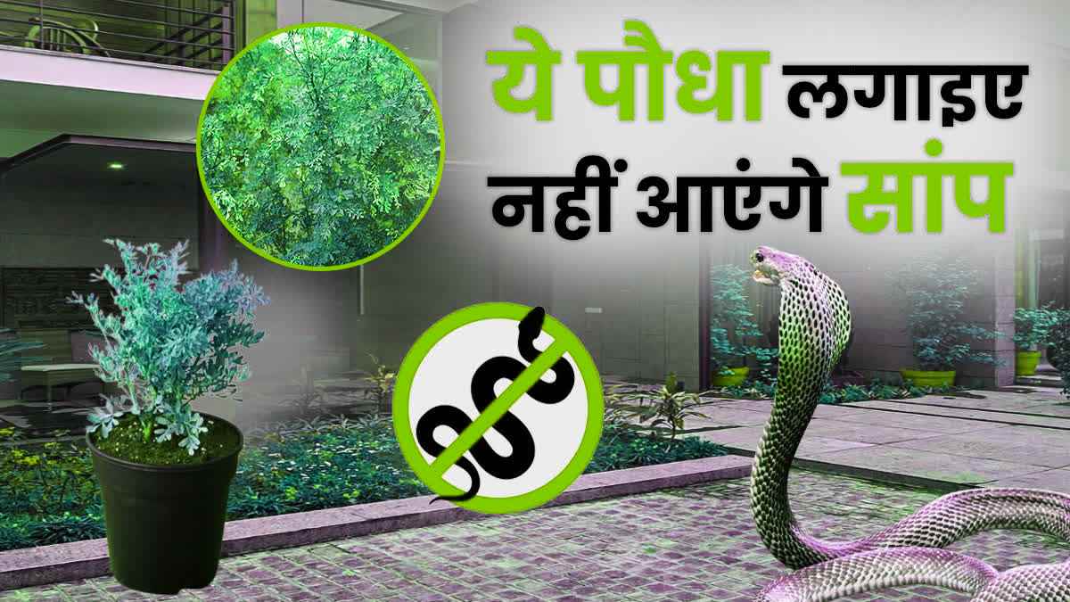 घर में लगाइए ये पौधे, घर के आसपास भी नहीं भटकेंगे सांप-बिच्छू