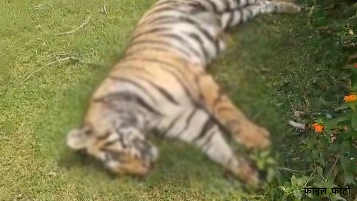 MP में फिर एक टाइगर की संदिग्ध मौत: 12 दिनों तक पड़ा रहा शव, STF करेगी मामले की जांच