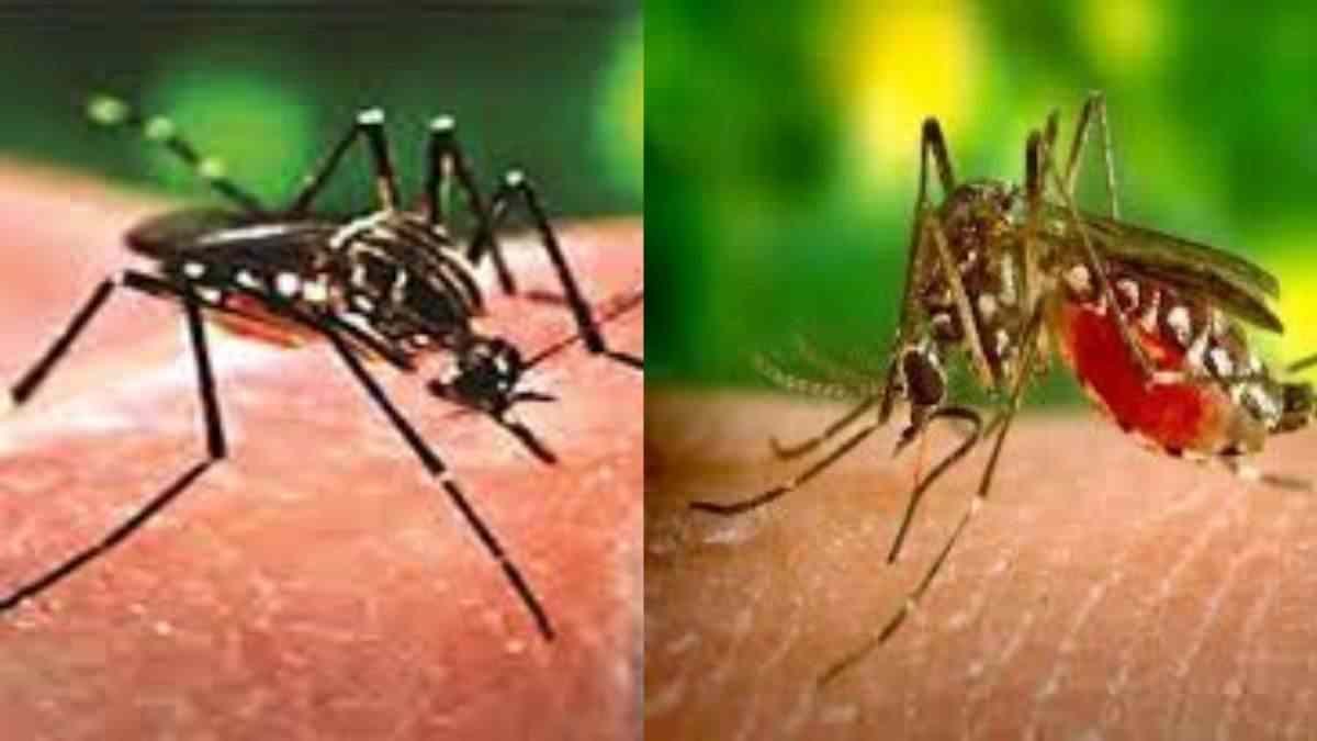 छत्तीसगढ़ में मलेरिया के टूटे डंक : बस्तर में अब आधे ही रह गए मामले, राज्य में पॉजिविटी रेट 4.60 से घटकर पहुंचा 0.51 %