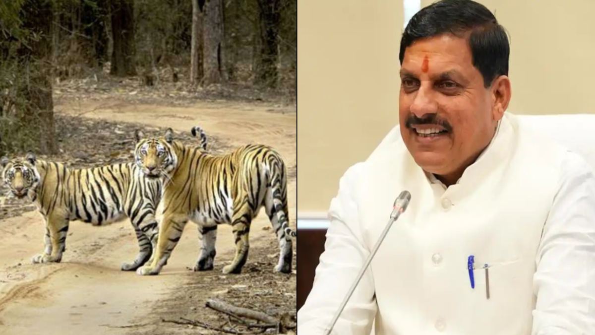 CM मोहन ने अंतरराष्ट्रीय बाघ दिवस की दी बधाई, कहा- हमारा सौभाग्य MP सर्वाधिक Tiger वाला प्रदेश, कल होगा राज्य स्तरीय कार्यक्रम