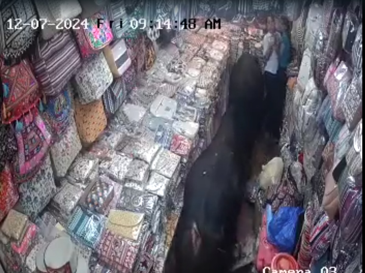 2 सांडों की लड़ाई के बीच फंसी युवतियां, आफत पर आई जान, Video देख मुंह को आ जाएगा कलेजा