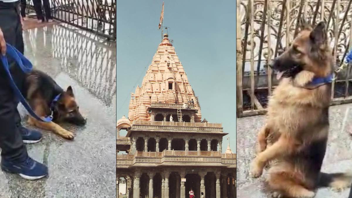 मिलिए बाबा महाकाल के अनोखे भक्त ‘डॉग खली’ से, मंदिर पहुंचते ही भगवान को करता है नमन, सावन महीने में रखता है उपवास