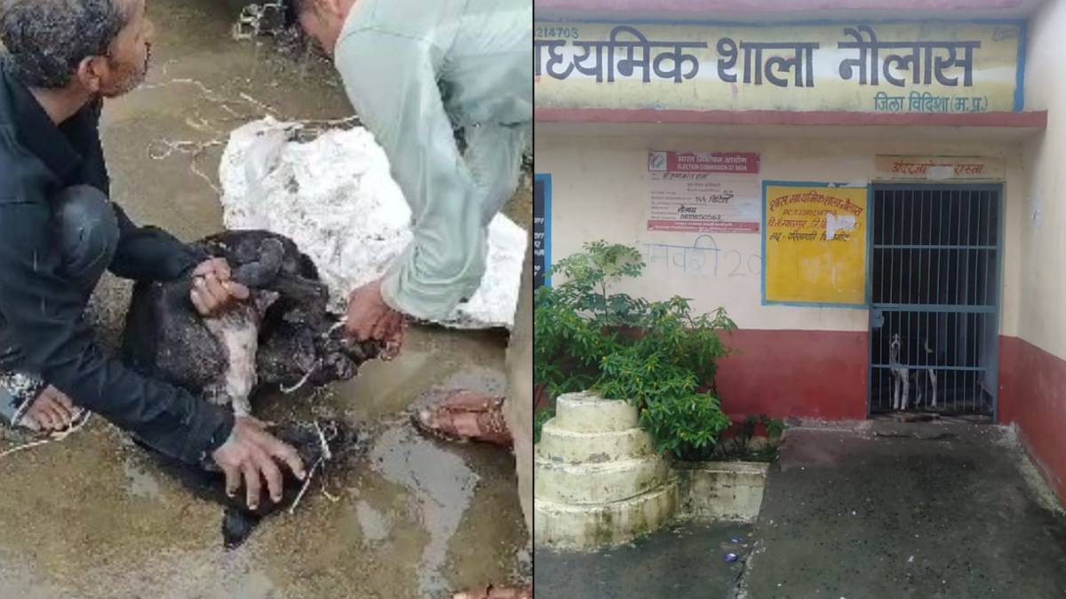 MP में ये कैसा सलूक ? सतना में बेजुबानों का मुंह और पैर बांधकर पुल से नदी में फेंकने की कोशिश, विदिशा में शिक्षकों ने कुत्ते को स्कूल में किया बंद, VIDEO वायरल