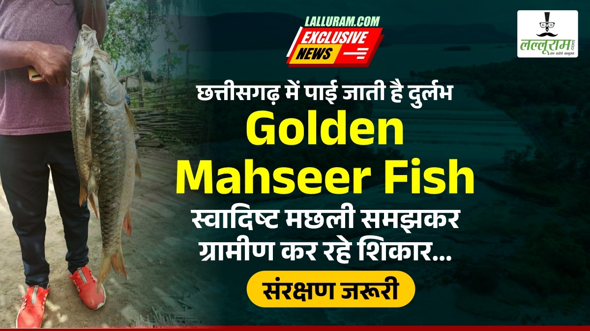 Lalluram Super Exclusive: छत्तीसगढ़ में पाई जाती है दुर्लभ Golden Mahseer Fish, स्वादिष्ट मछली समझ ग्रामीण कर रहे शिकार…