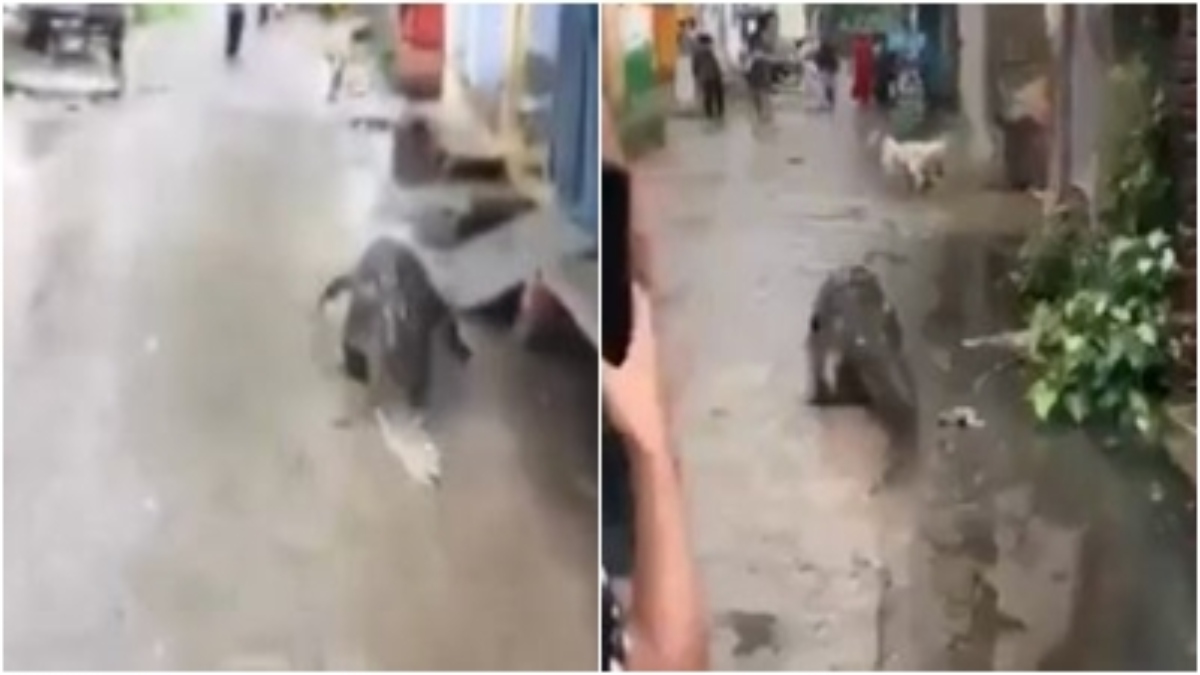 तालाब से निकलकर गांव की सैर पर निकला मगरमच्छ, ग्रामीणों में मचा हड़कंप, Video वायरल 