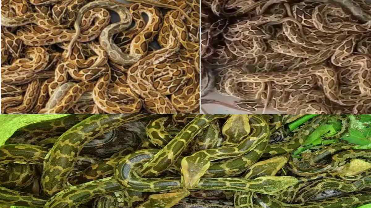 सांपों का खेत ! डर इतना कि किसान भी खेतों में जाने से बचते रहे, वन विभाग भी ‘कुनबा’ देखकर हुआ हैरान, रेस्क्यू के बाद ग्रामीणों ने ली राहत की सांस