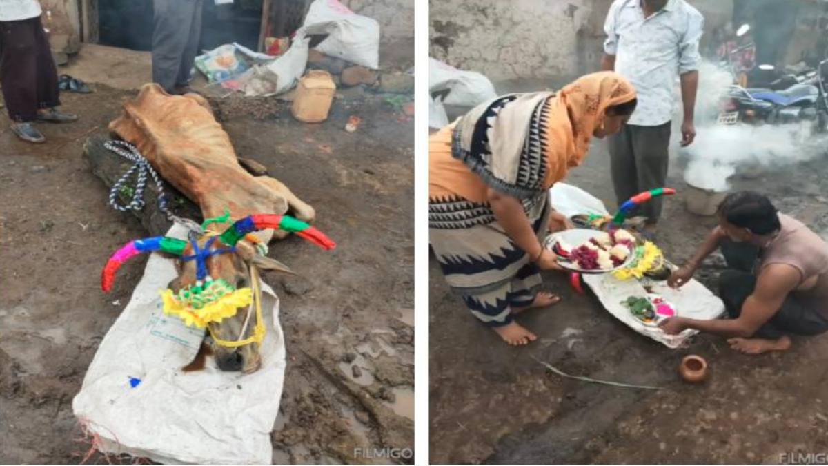 VIDEO: बैल की मौत पर गमगीन हुआ परिवार, विधि विधान से किया अंतिम संस्कार, किसान ने अपने ही खेत में दफनाया