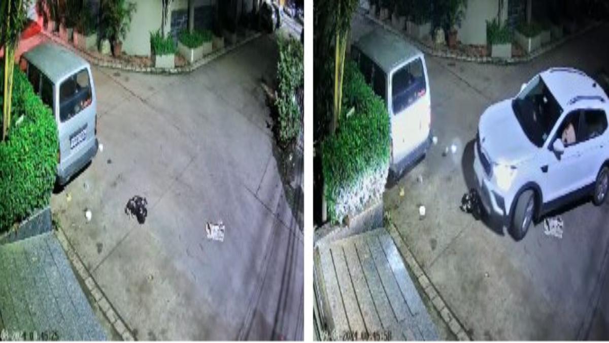 इंदौर में फिर पशु क्रुरता: ड्राइवर ने कुत्ते के पिल्लों पर चढ़ा दी कार, घटना CCTV में कैद