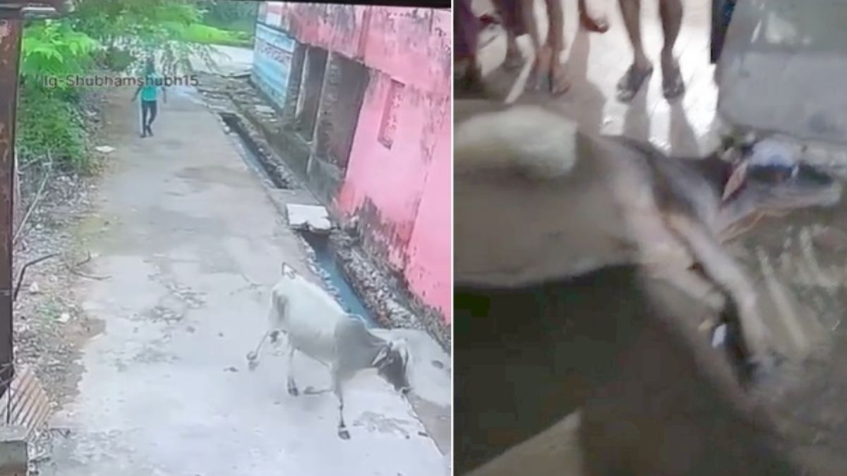 गर्भवती गाय की पीट-पीटकर हत्या, स्थानीय लोगों में भारी आक्रोश, पुलिस ने आरोपी को किया गिरफ्तार