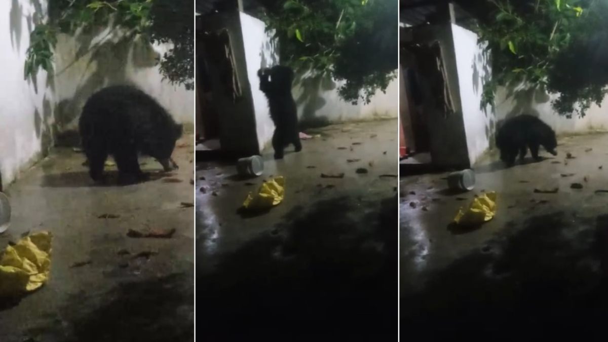 भालू की मस्ती: घर में घुसा भालू, फिर मंदिर में रखे नारियल से गेंद की तरह खेला, देखें Video…