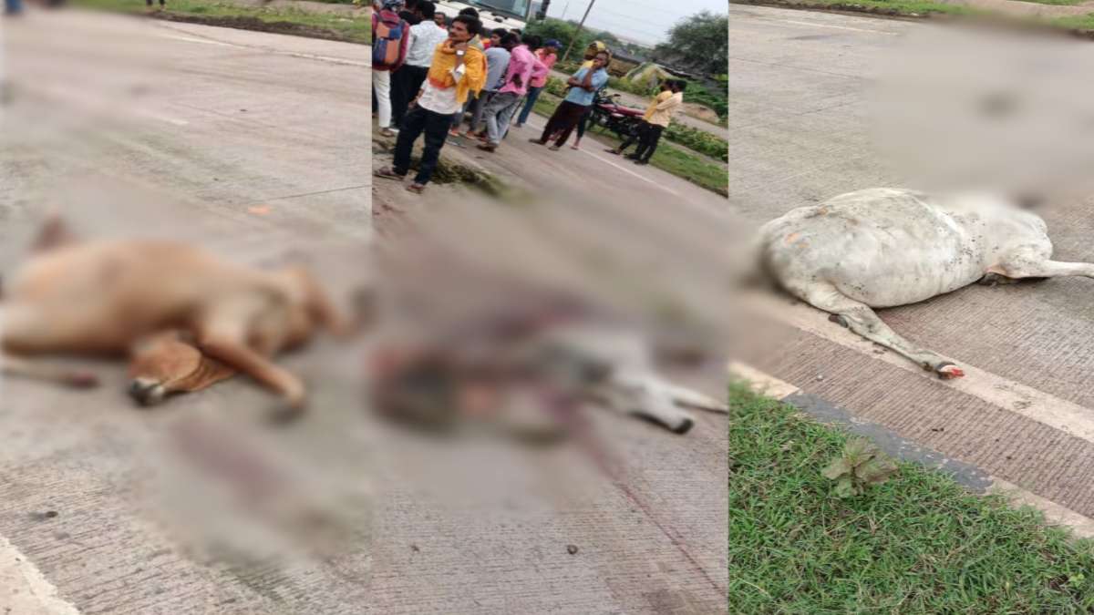 राजधानी में तेज रफ्तार वाहन ने मवेशियों को रौंदा, हाईवे पर आधा दर्जन गौवंश के क्षत-विक्षत मिले शव