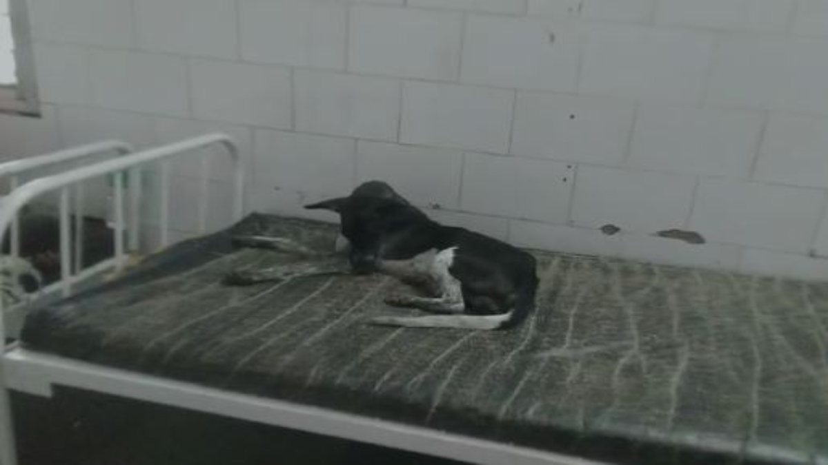 गजब हो गया! अस्पताल के बेड पर आराम फरमाता दिखा डॉग, Video वायरल 