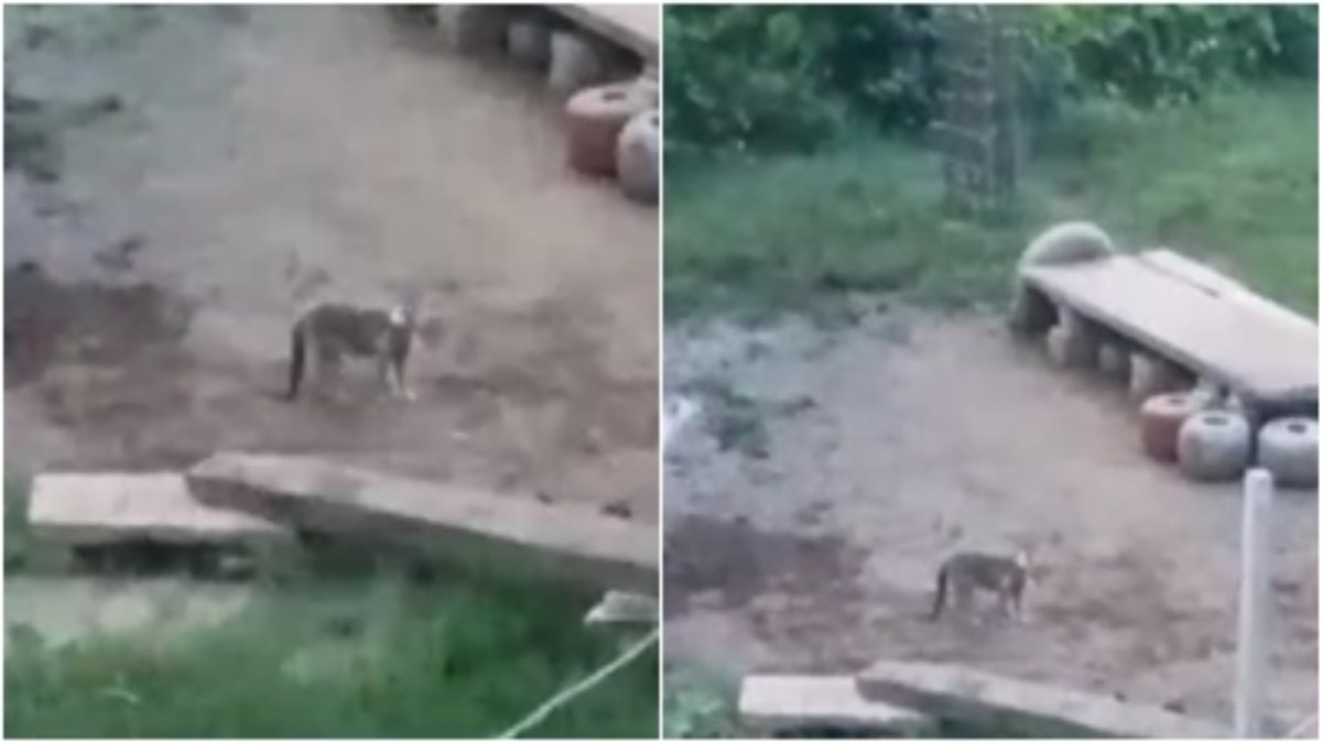 ग्वालियर में तेंदुए की दस्तक: दहशत में लोग, चहलकदमी करते कैमरे में हुआ कैद