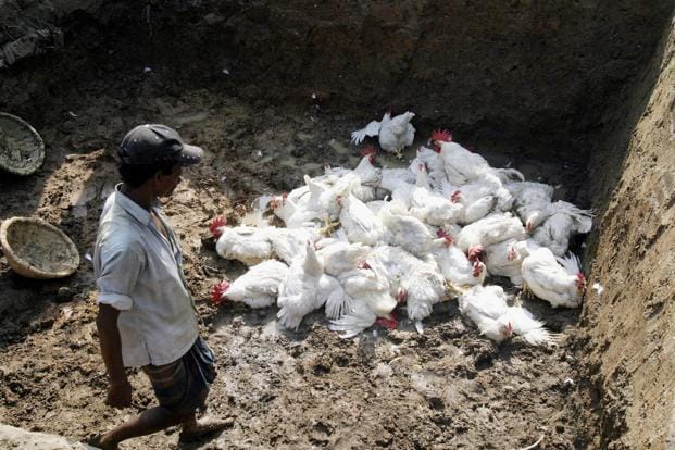 ओडिशा में बर्ड फ्लू… घबराने की जरूरत नहीं, चिकन खाने से बचें : स्वास्थ्य निदेशक