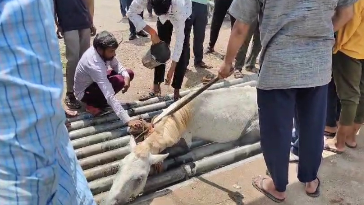 कॉलेज के गेट में 24 घंटे तक फंसा रहा गधा, लोगों ने दिखाई मानवता, बेजुबान का रेस्क्यू कर बचाई जान 