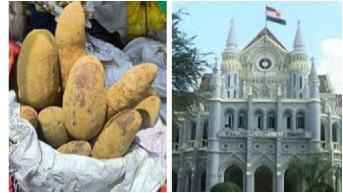 मांडू की प्रसिद्ध खुरसानी इमली को लेकर हाईकोर्ट का ऐतिहासिक फैसला, काटे गए पेड़ के बदले लगाने होंगे 10 गुना पौधे
