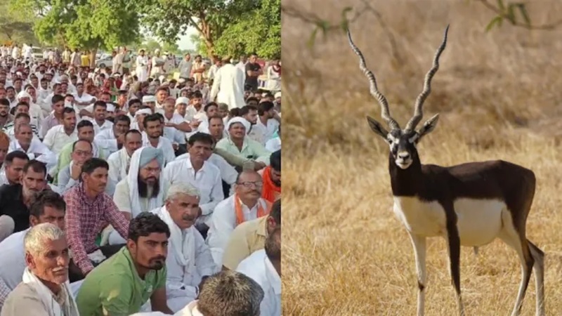 Rajasthan News: काले हिरण के शिकार मामले में देर रात DFO को एपीओ और वन रेंजर सस्पेंड, 33 घंटे बाद खुला NH62