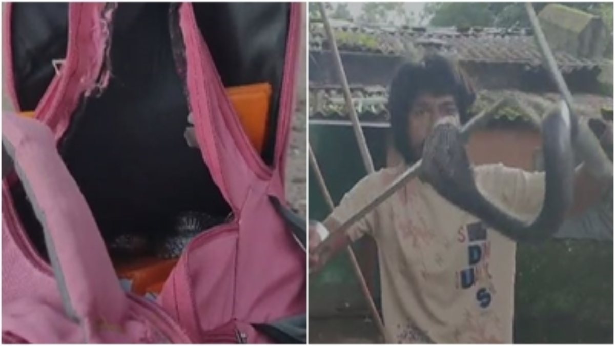 सावधान: बच्चे के स्कूल बैग में बैठा था काला कोबरा, नजर पड़ते ही उड़े होश, फिर…  