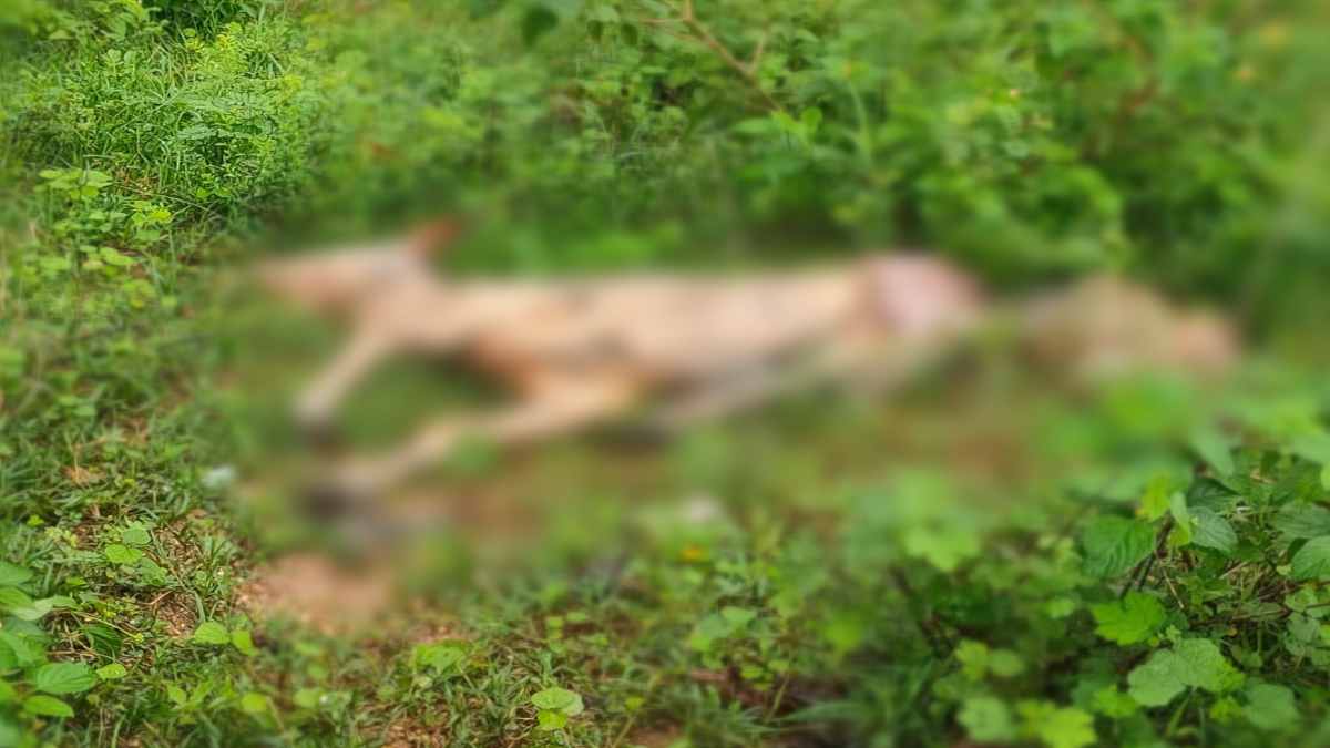 Balaghat News: मालगाड़ी की चपेट में आए 8 मवेशी, मौके पर ही दर्दनाक मौत