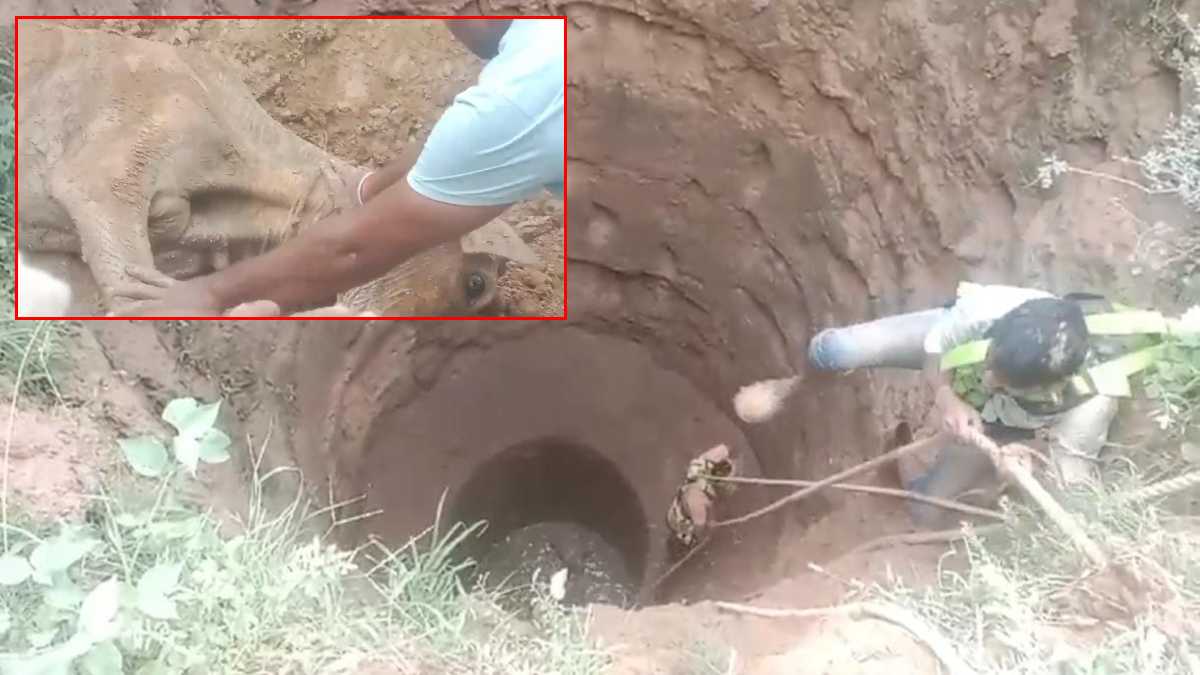 Bhind News : 5 दिन से कुएं में गिरी गाय का आज हुआ रेस्क्यू, पांच सांपों को भी सुरक्षित निकाला बाहर
