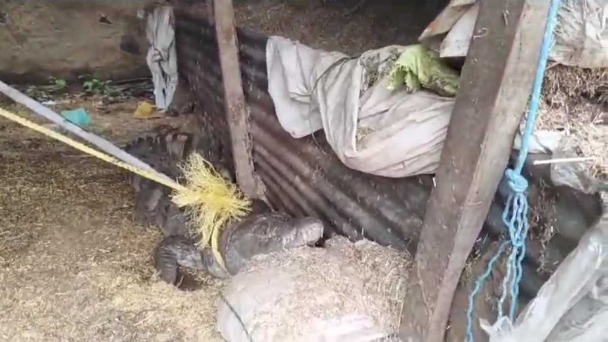 रात में मवेशियों के बाड़े में घुसा मगरमच्छ, 2 घंटे की मशक्कत के बाद किया गया रेस्क्यू