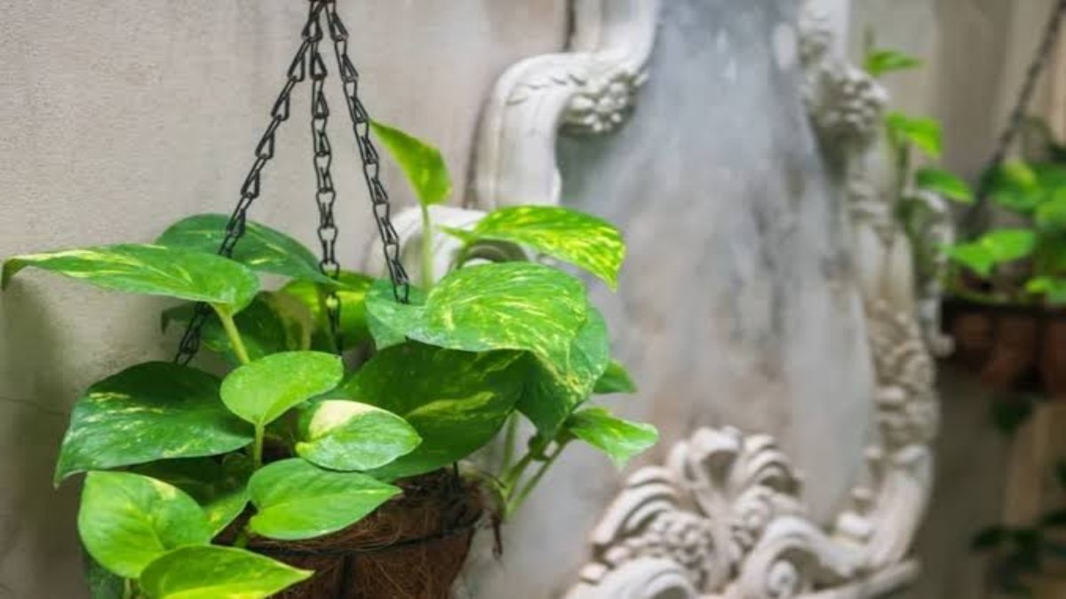 क्या घर में लगा सकते हैं 2 मनीप्लांट? अगर आपके मन में भी है ये सवाल तो जवाब जाने यहां…