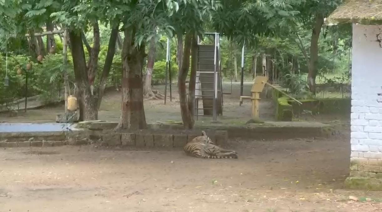 Pench Tiger Reserve: बफर क्षेत्र से बाघ शावक का रेस्क्यू, ‘वन्य प्राणी चिकित्सा केंद्र’ में किया जा रहा इलाज