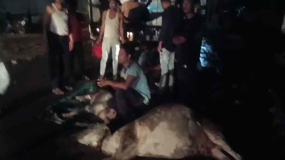 रेत से भरे डंपर का कहर: गाय और उसके बछड़े को कुचला, आक्रोशित ग्रामीणों ने किया रोड जाम