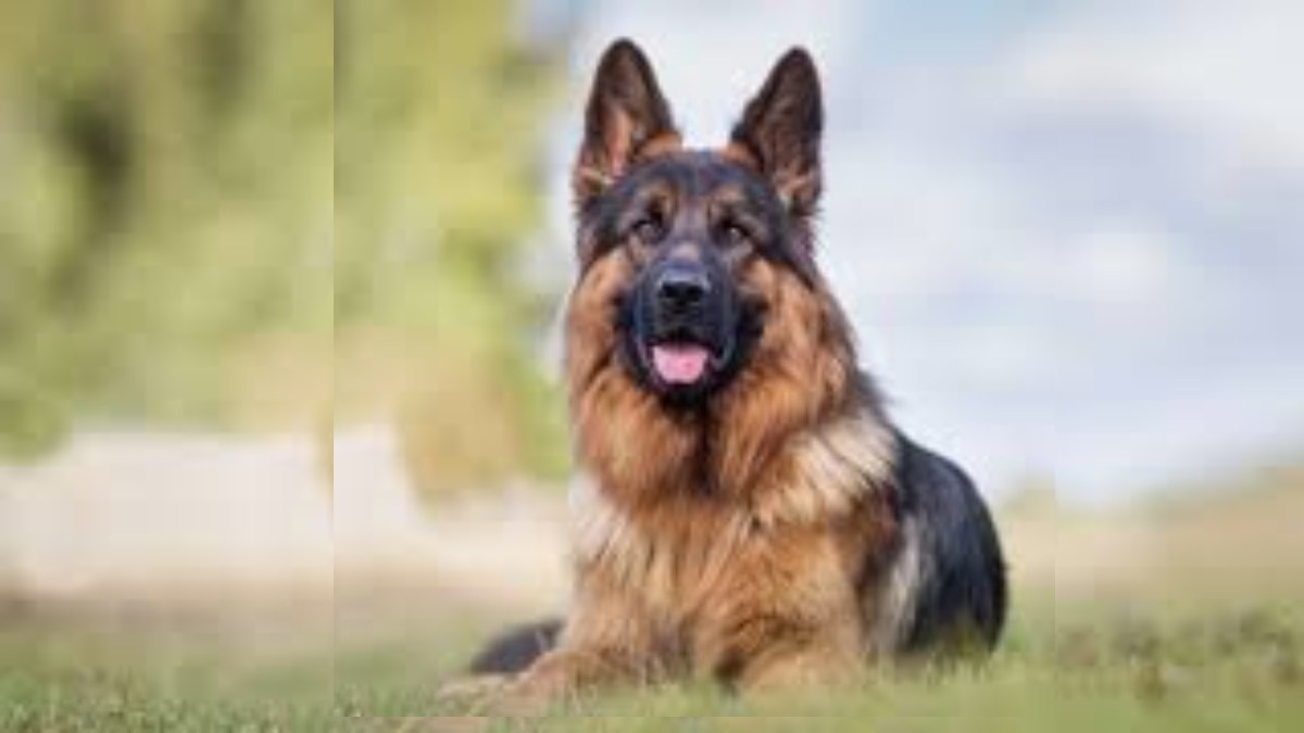 वायनाड भूस्खलन: बचाव अभियान में मदद के लिए ओडिशा पुलिस का K9 Dog स्टॉर्म केरल रवाना