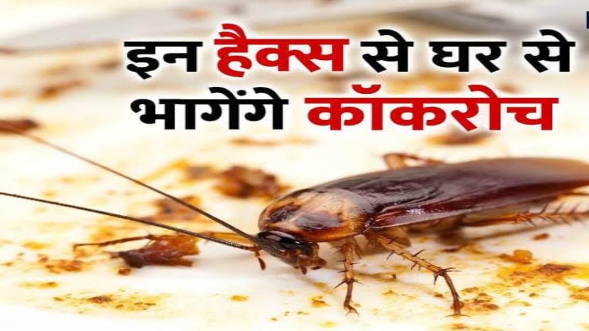 कॉकरोच ने कर दिया है परेशान, तो ये घरेलू नुस्खें आएंगे काम, नहीं दिखेगा एक भी
