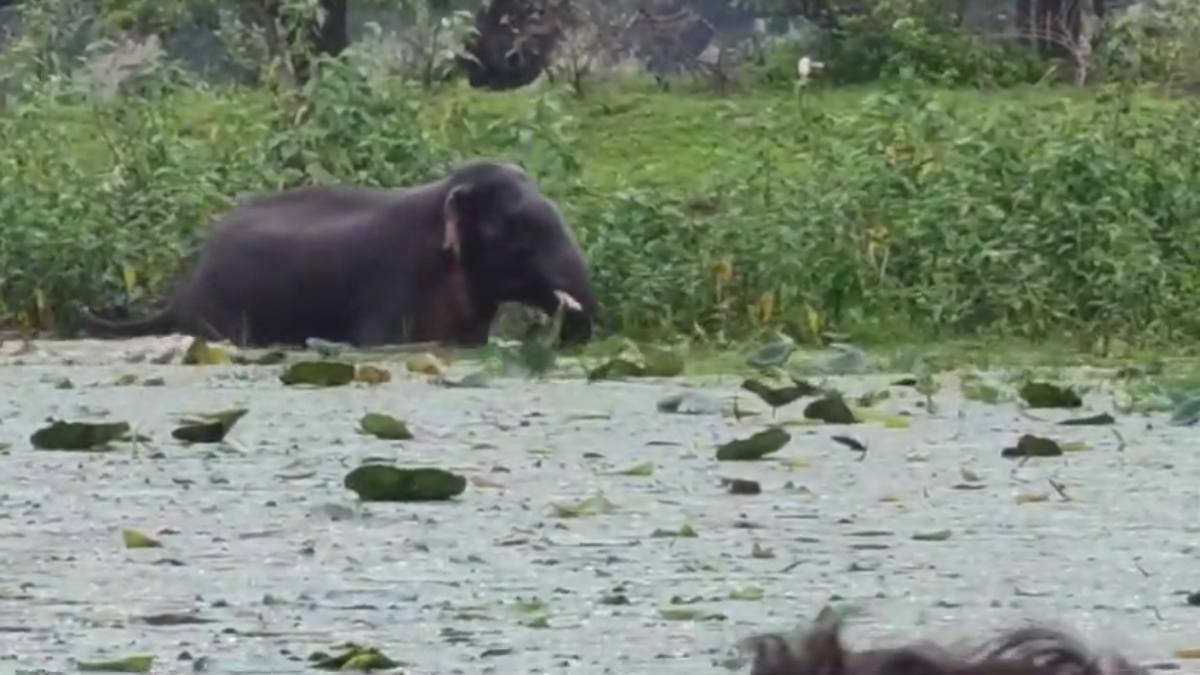 Video: झुंड से बिछड़कर गांव के तालाब में फंसा हाथी, दंतैल की आमद से दहशत में ग्रामीण, वन विभाग और पुलिस की टीम ने संभाला मोर्चा