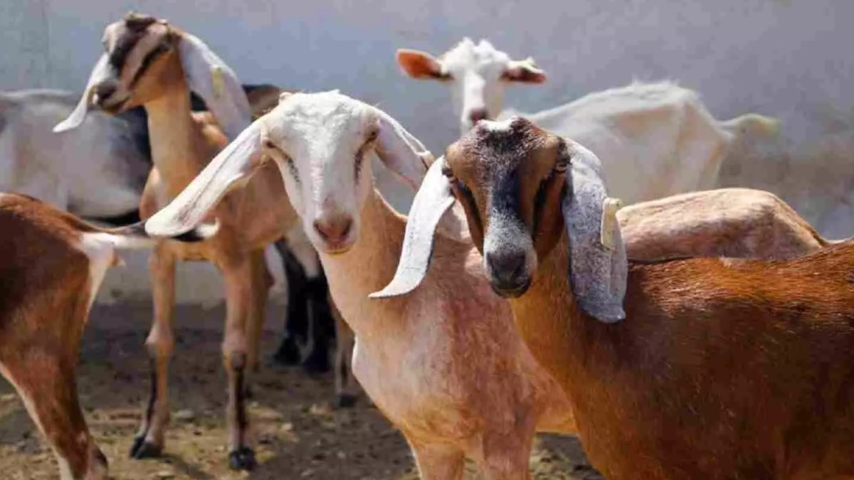 फार्म हाउस से एक महीने में 15 लाख के बकरे गायब, व्यापारी परेशान