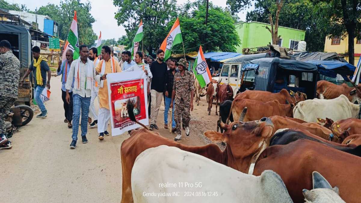 गौ-माता के सम्मान और पशुधन सुरक्षा को लेकर कांग्रेस का अनोखा प्रदर्शन, सैकड़ों मवेशियों को लेकर पहुंचे एसडीएम कार्यालय