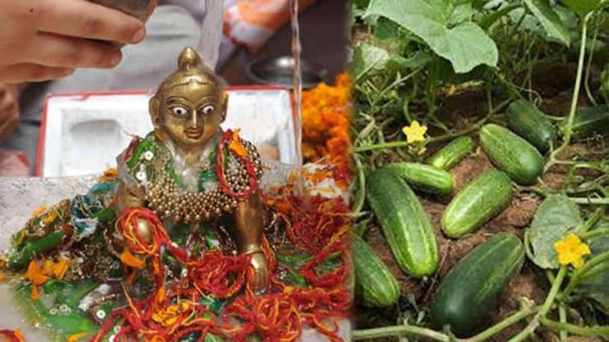 खीरे के बिना अधूरी है कृष्ण Janmashtami, खीरा खरीदते समय यह बात जरूर ध्यान रखें …