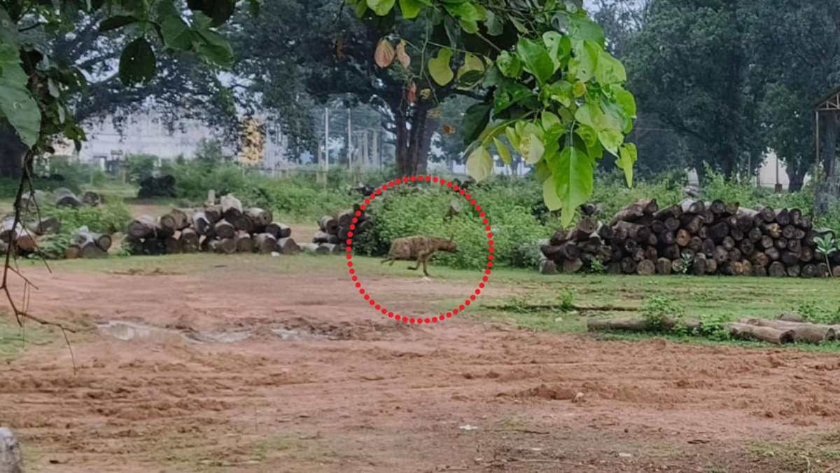 छत्तीसगढ़ : शहर में घूमता दिखा लकड़बग्घा, दहशत में लोग, सूचना के बाद भी वन विभाग के अधिकारी नदारद, देखें वीडियो…