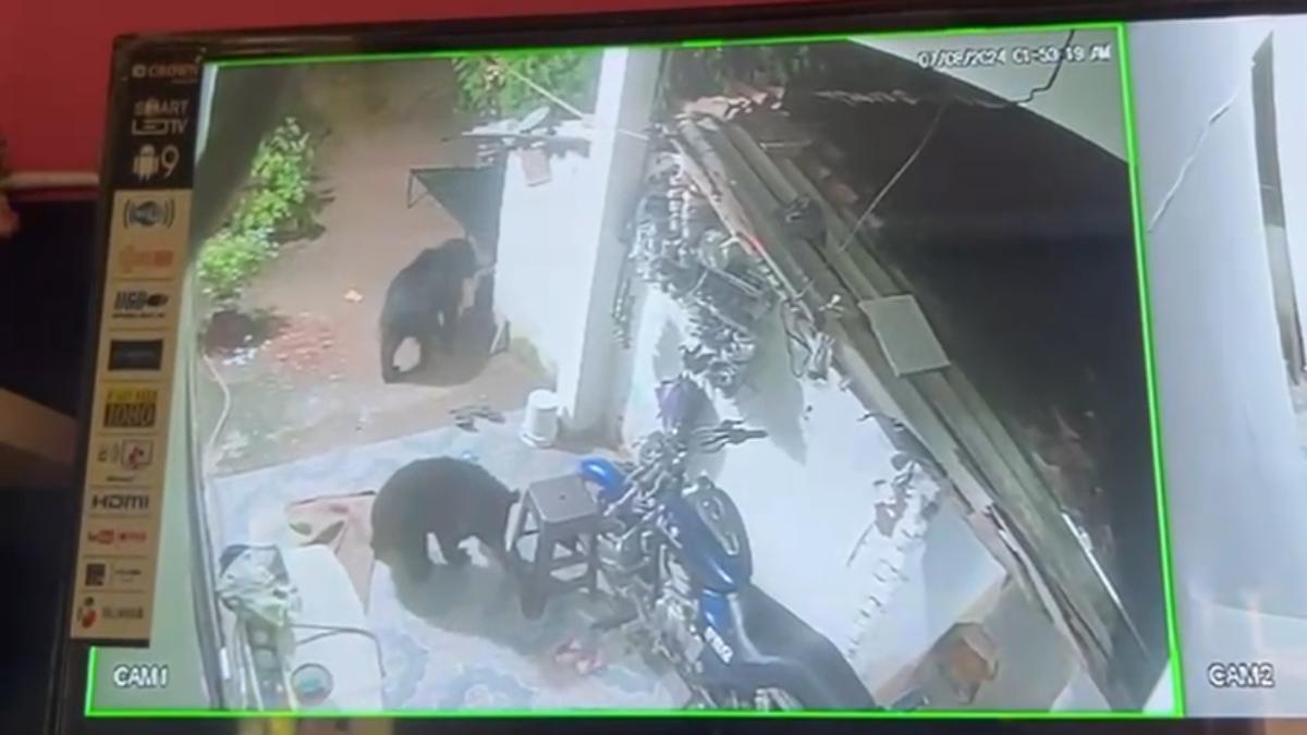 घर में घुसे दो भालू, लोगों में फैली दहशत, देखें Video …