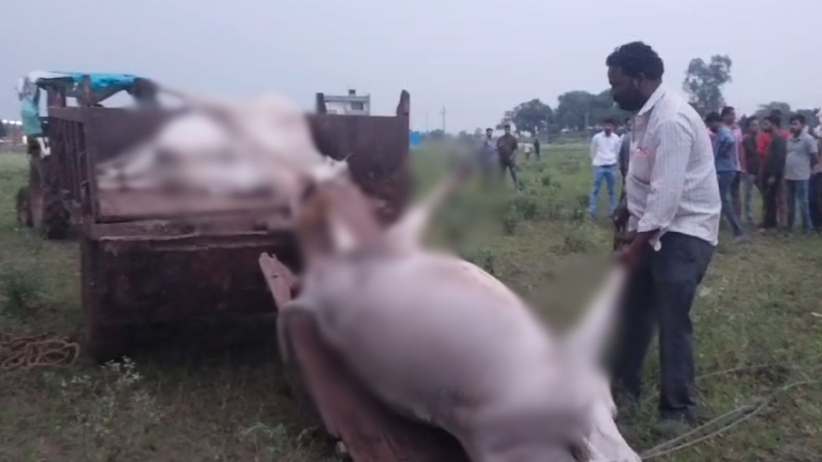 Vidisha News: करंट की चपेट में आने से 7 गायों और 2 भैसों की मौत, हिंदू संगठन ने की कार्रवाई की मांग
