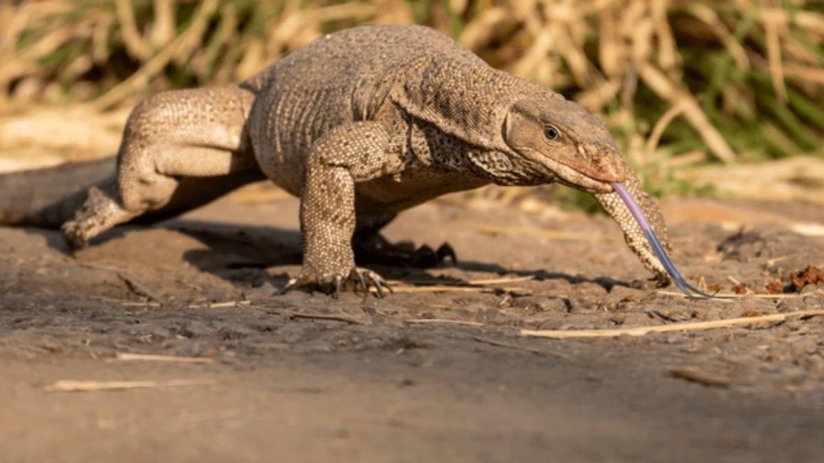 वन्यजीवों को मिली ऐतिहासिक आजादी, छत्तीसगढ़ में पहली बार आजाद हुए जब्त किए गए चार मॉनिटर लिजार्ड