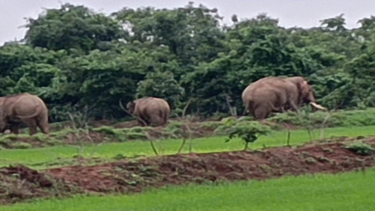 झरझरा वाटर फॉल पर 3 दंतेल हाथियों के पहुंचने से मचा हड़कंप, जान बचा कर भागे पर्यटक