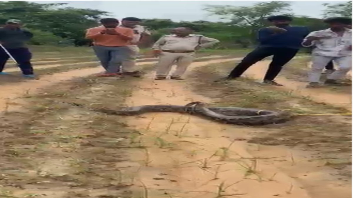 15 फीट का अजगर मिलने से फैली सनसनीः वन विभाग ने रेस्क्यू कर जंगल में सुरक्षित छोड़ा
